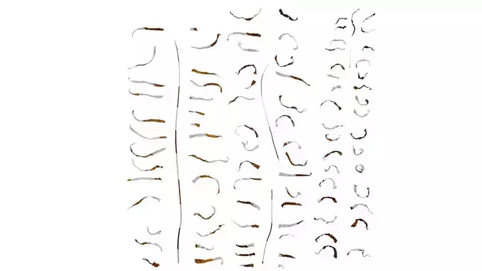 Anydrafts Pteris cretica Leaf 08