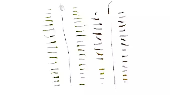 Anydrafts Pteris cretica Leaf 10