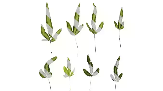 Anydrafts Pteris cretica albo fern Leaf 01