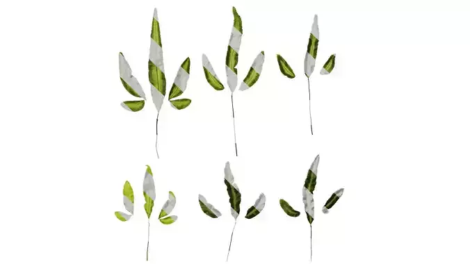 Anydrafts Pteris cretica albo fern Leaf 03