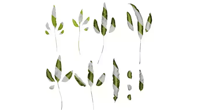 Anydrafts Pteris cretica albo fern Leaf 04 Texture