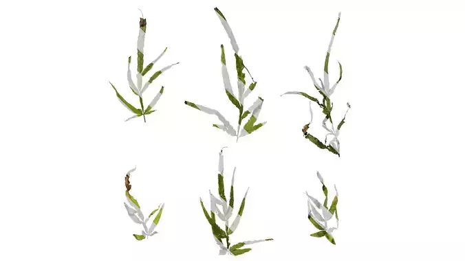 Anydrafts Pteris ensiformis Atlas 02