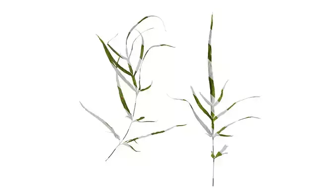 Anydrafts Pteris ensiformis Atlas 03