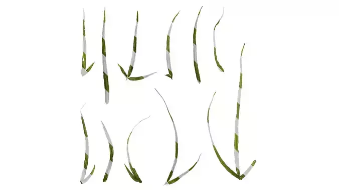 Anydrafts Pteris ensiformis Leaf 02