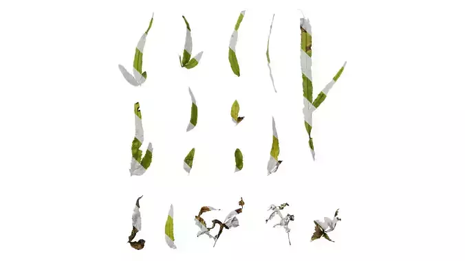 Anydrafts Pteris ensiformis Leaf 03