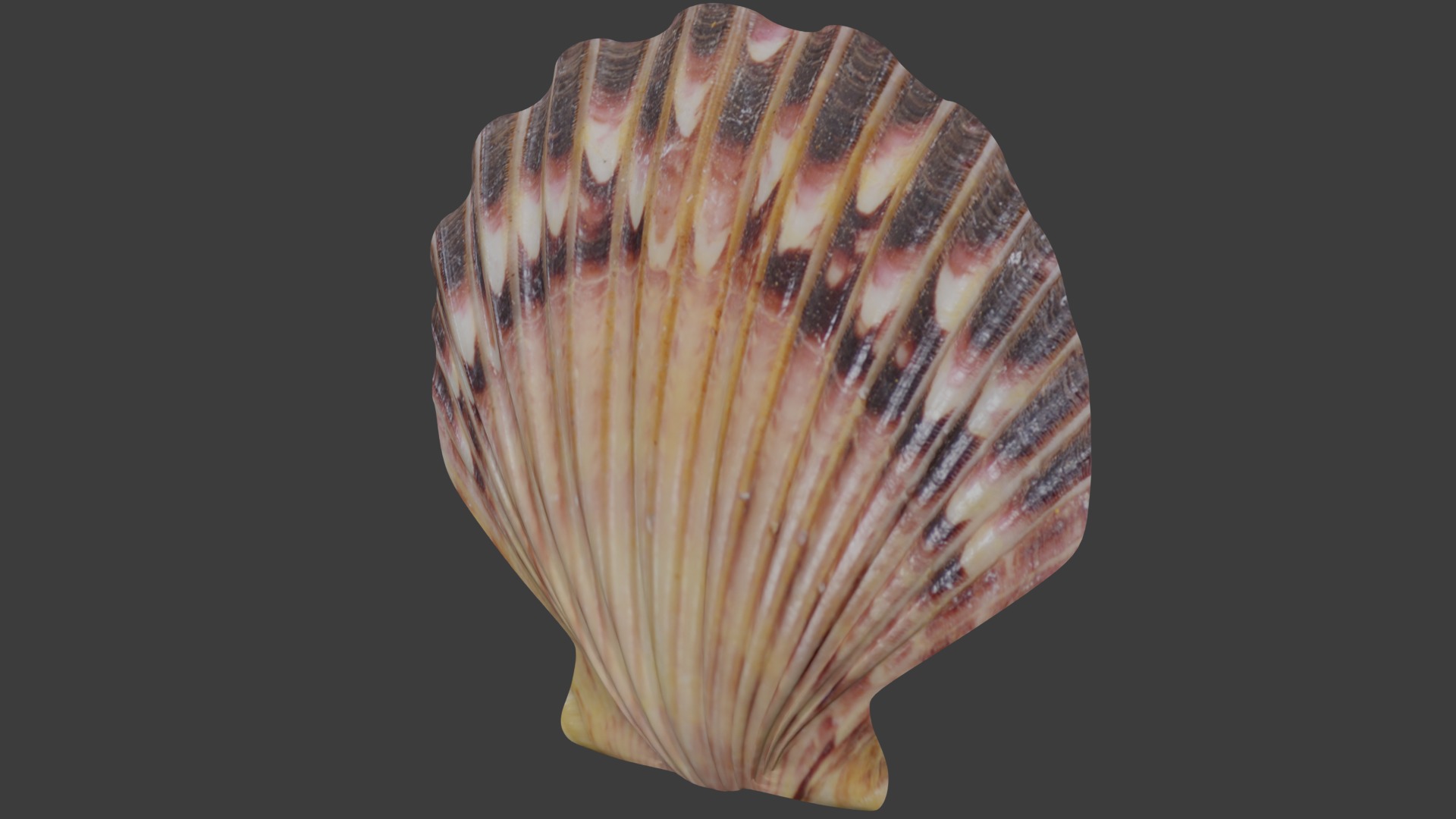 Seashell Low-poly 3D model_2
