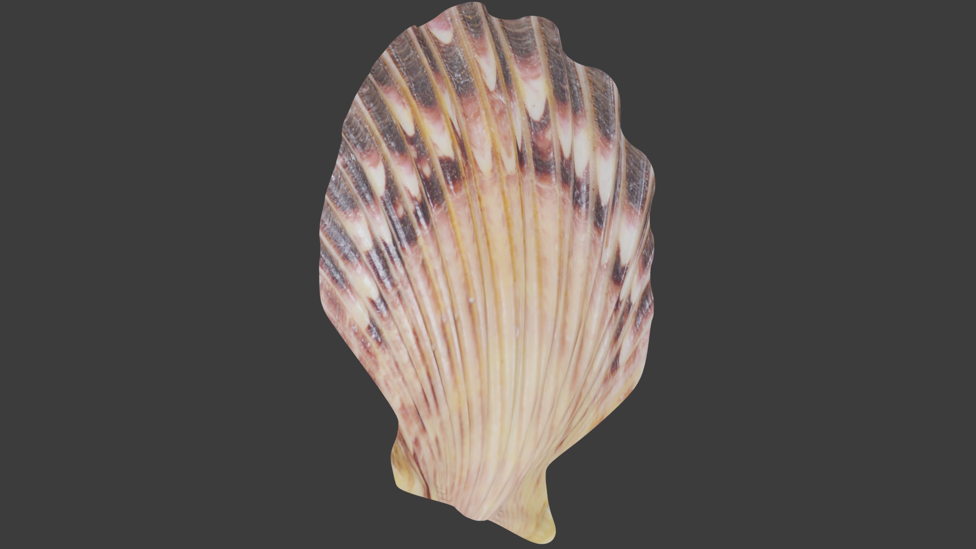 Seashell Low-poly 3D model_5