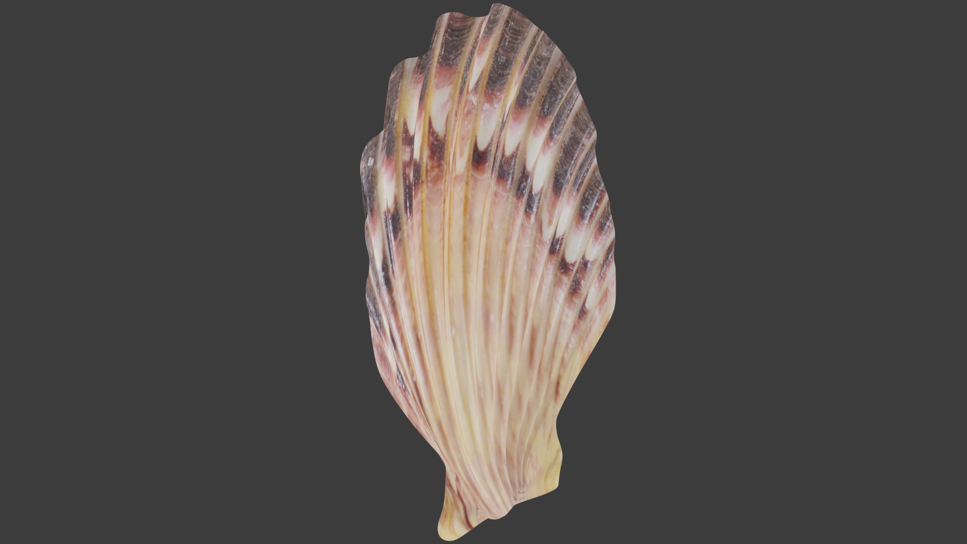 Seashell Low-poly 3D model_6