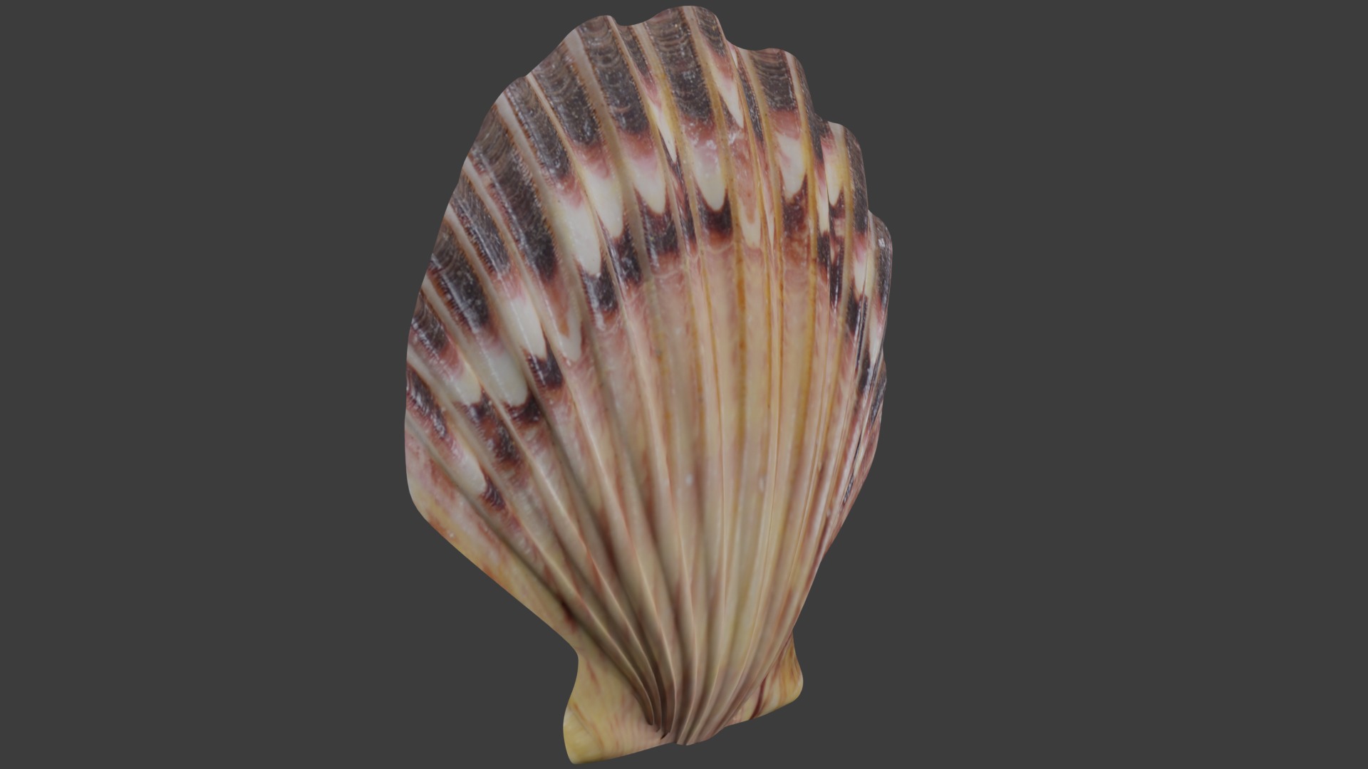 Seashell Low-poly 3D model_4