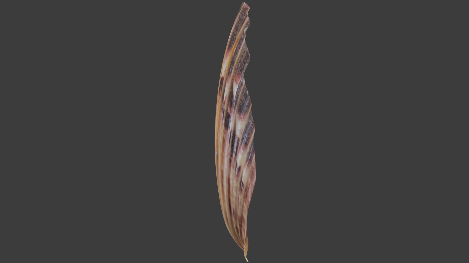 Seashell Low-poly 3D model_8