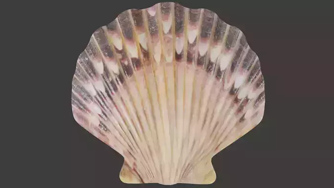 Seashell Low-poly 3D model Seashell Low-poly 3D model
