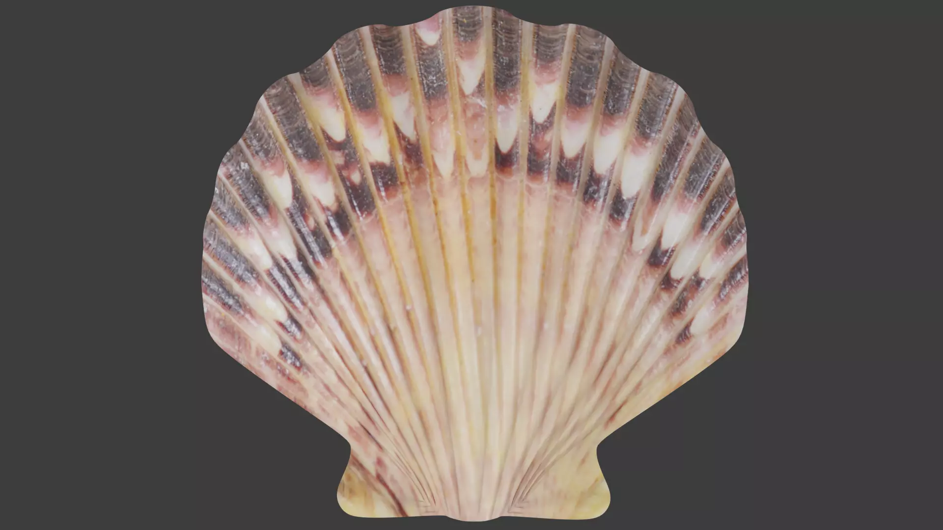 Seashell Low-poly 3D model_0