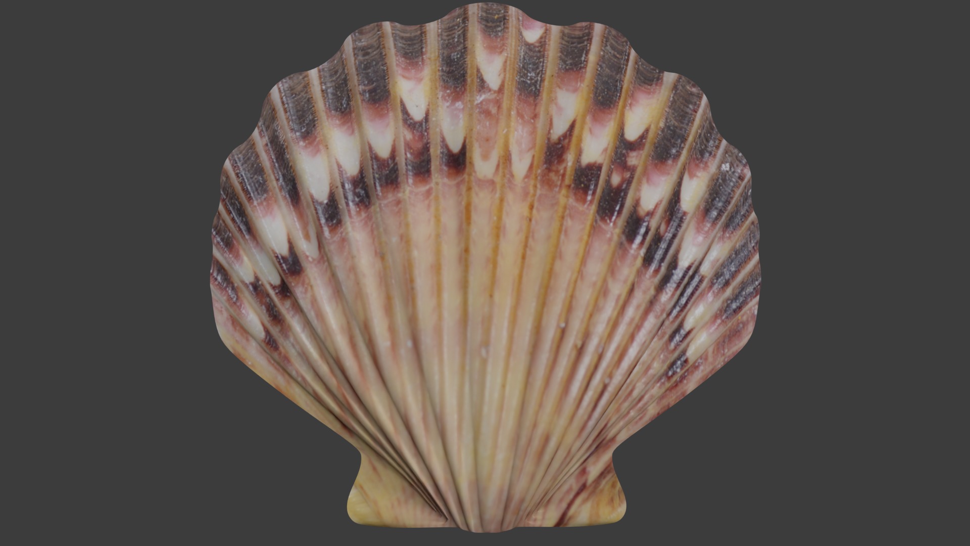 Seashell Low-poly 3D model_17