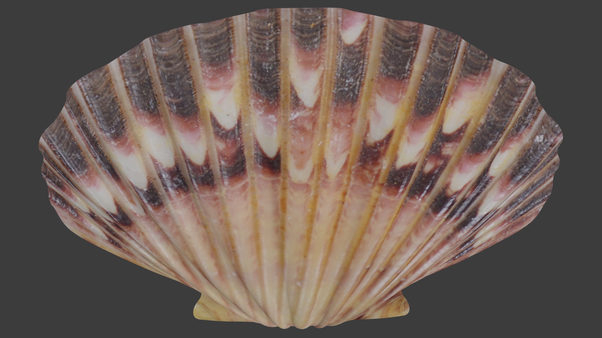 Seashell Low-poly 3D model_9