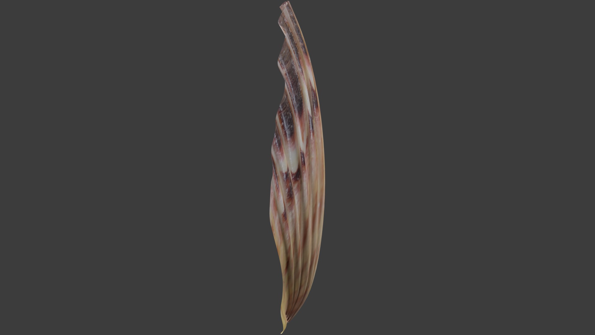 Seashell Low-poly 3D model_1
