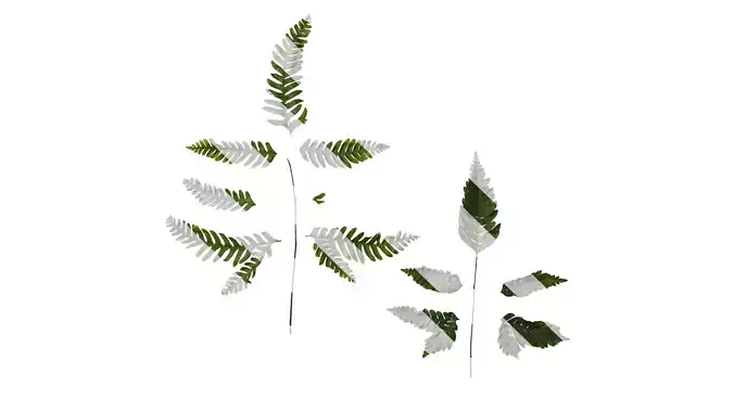 Anydrafts Pteris fauriei Leaf 01