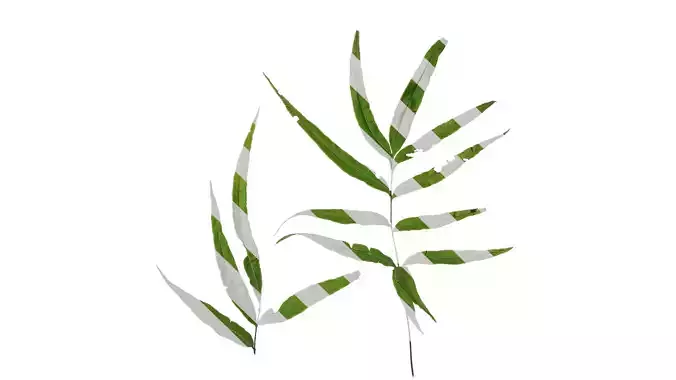 Anydrafts Pteris multifida Atlas 02