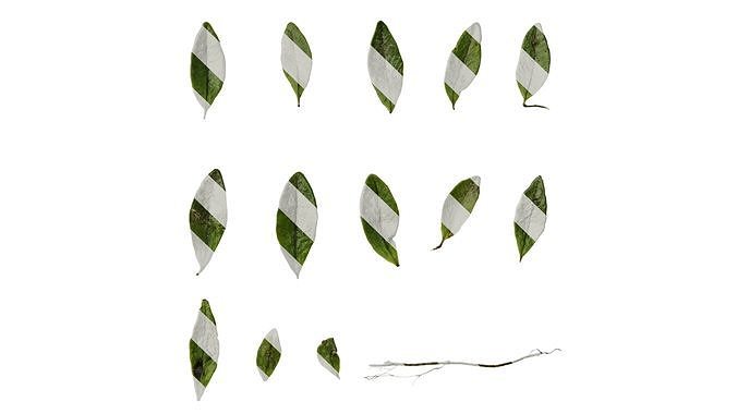 Anydrafts Pyrrosia adnascens Leaf 01 Texture