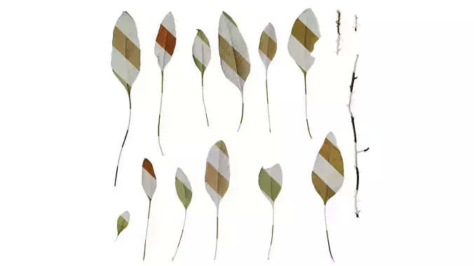 Anydrafts Pyrrosia lingua Leaf 02 B