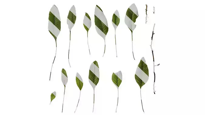 Anydrafts Pyrrosia lingua Leaf 02 F