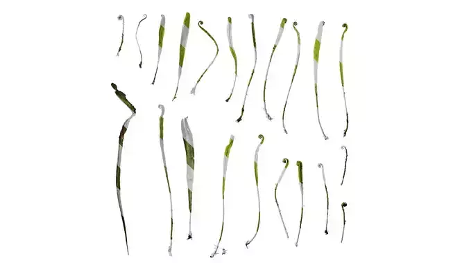 Anydrafts Pyrrosia lingua Leaf 04