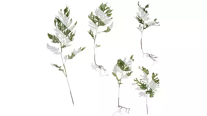 Anydrafts Selaginella delicatula Atlas 02