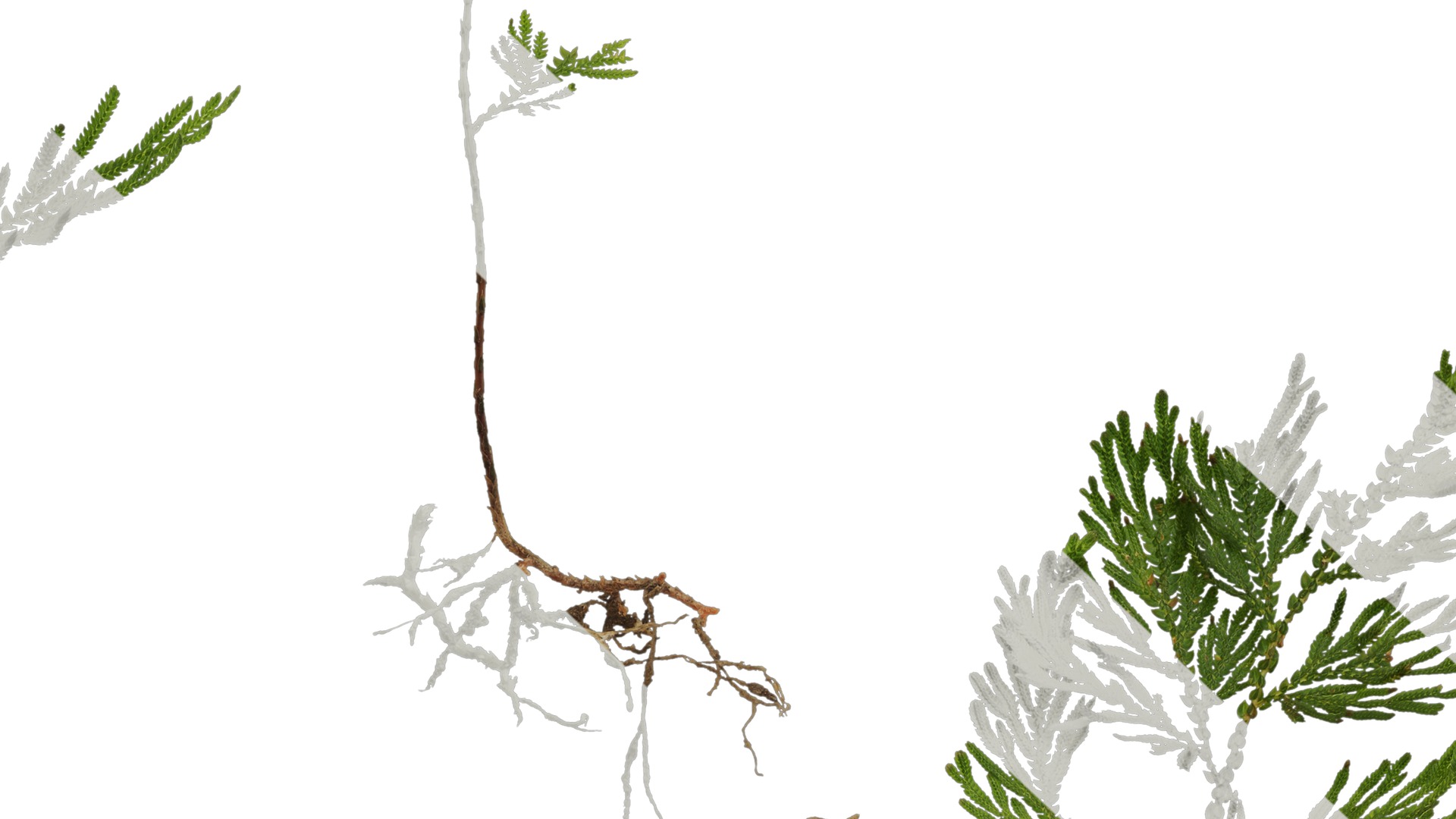 Anydrafts Selaginella delicatula Atlas 02 Texture_7