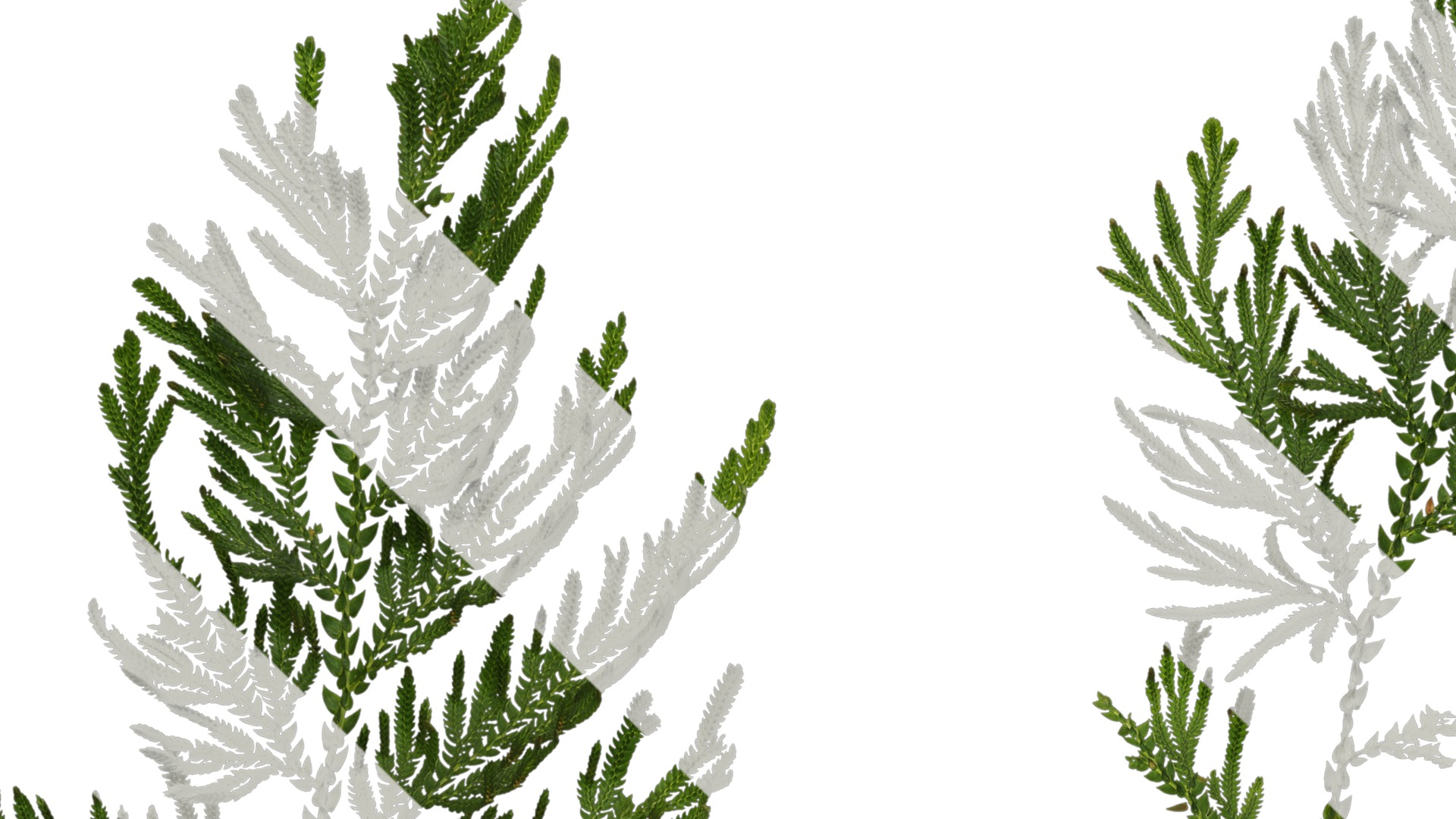 Anydrafts Selaginella delicatula Atlas 02 Texture_1