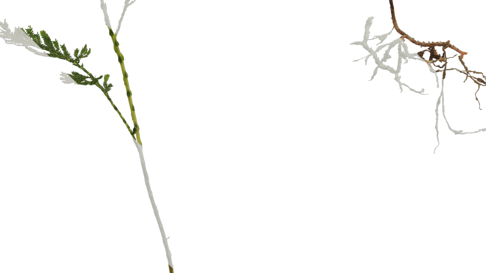 Anydrafts Selaginella delicatula Atlas 02 Texture_5