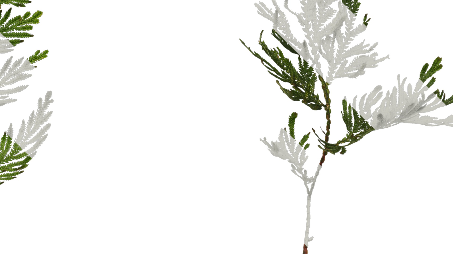 Anydrafts Selaginella delicatula Atlas 02 Texture_2