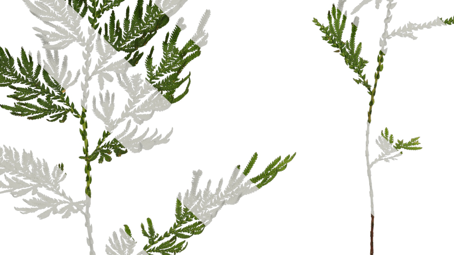 Anydrafts Selaginella delicatula Atlas 02 Texture_3