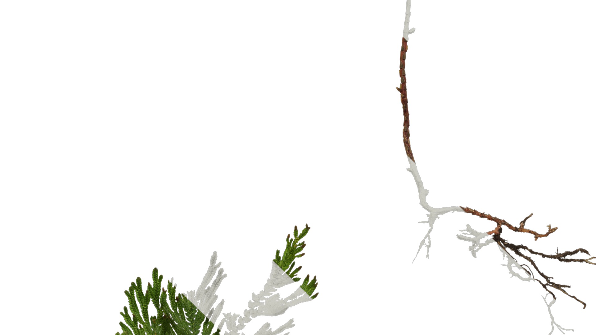 Anydrafts Selaginella delicatula Atlas 02 Texture_4