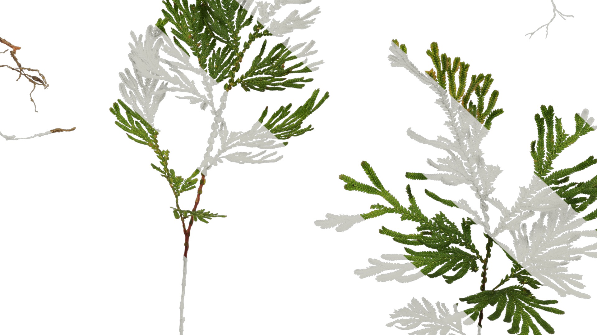 Anydrafts Selaginella delicatula Atlas 02 Texture_6