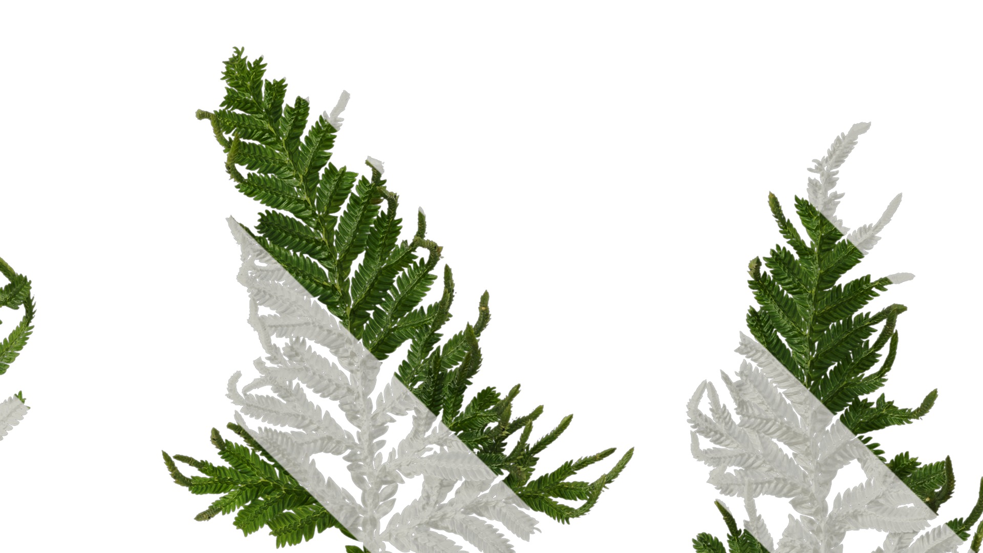 Anydrafts Selaginella delicatula Leaf 01 Texture_4