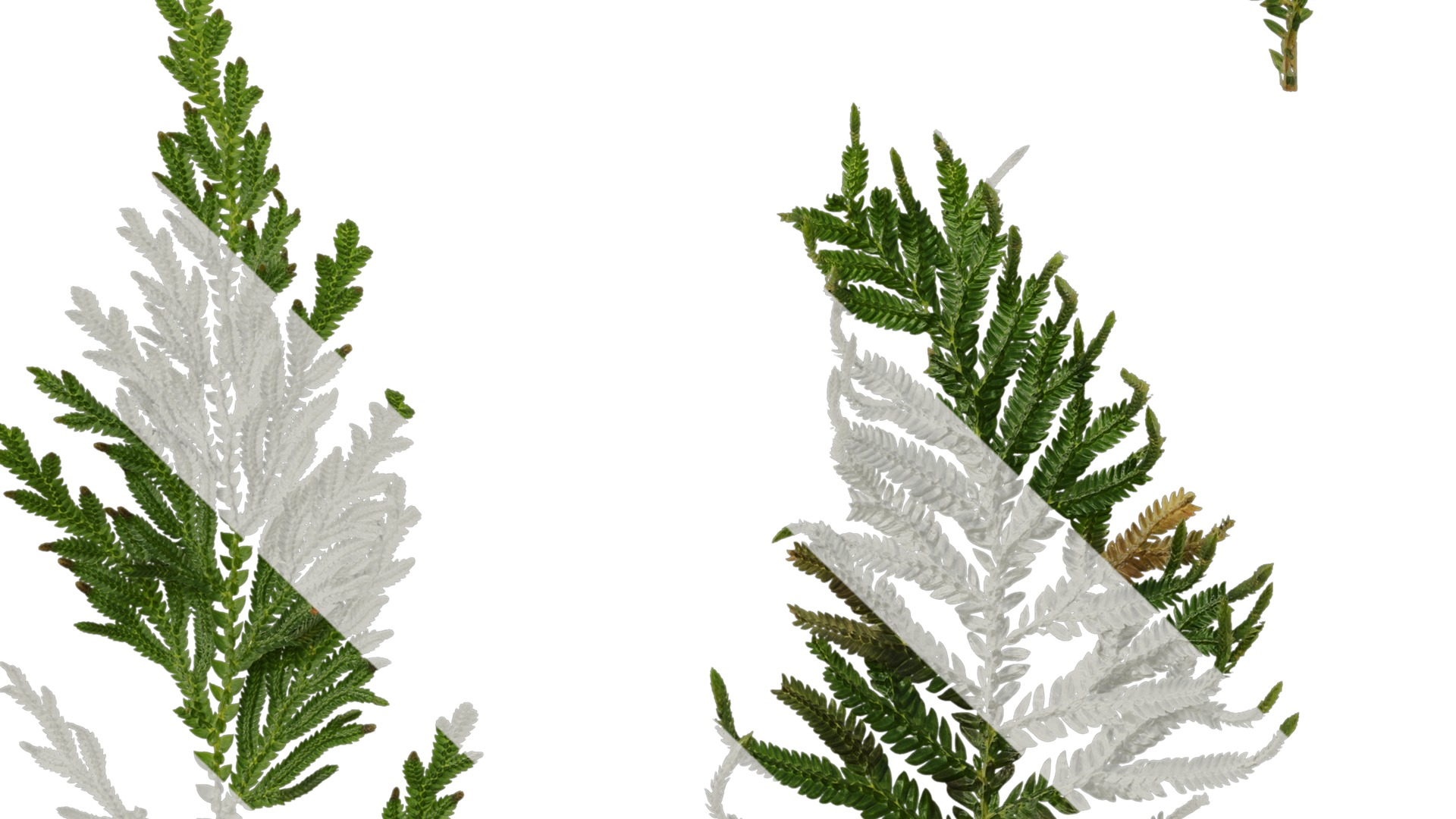 Anydrafts Selaginella delicatula Leaf 01 Texture_5