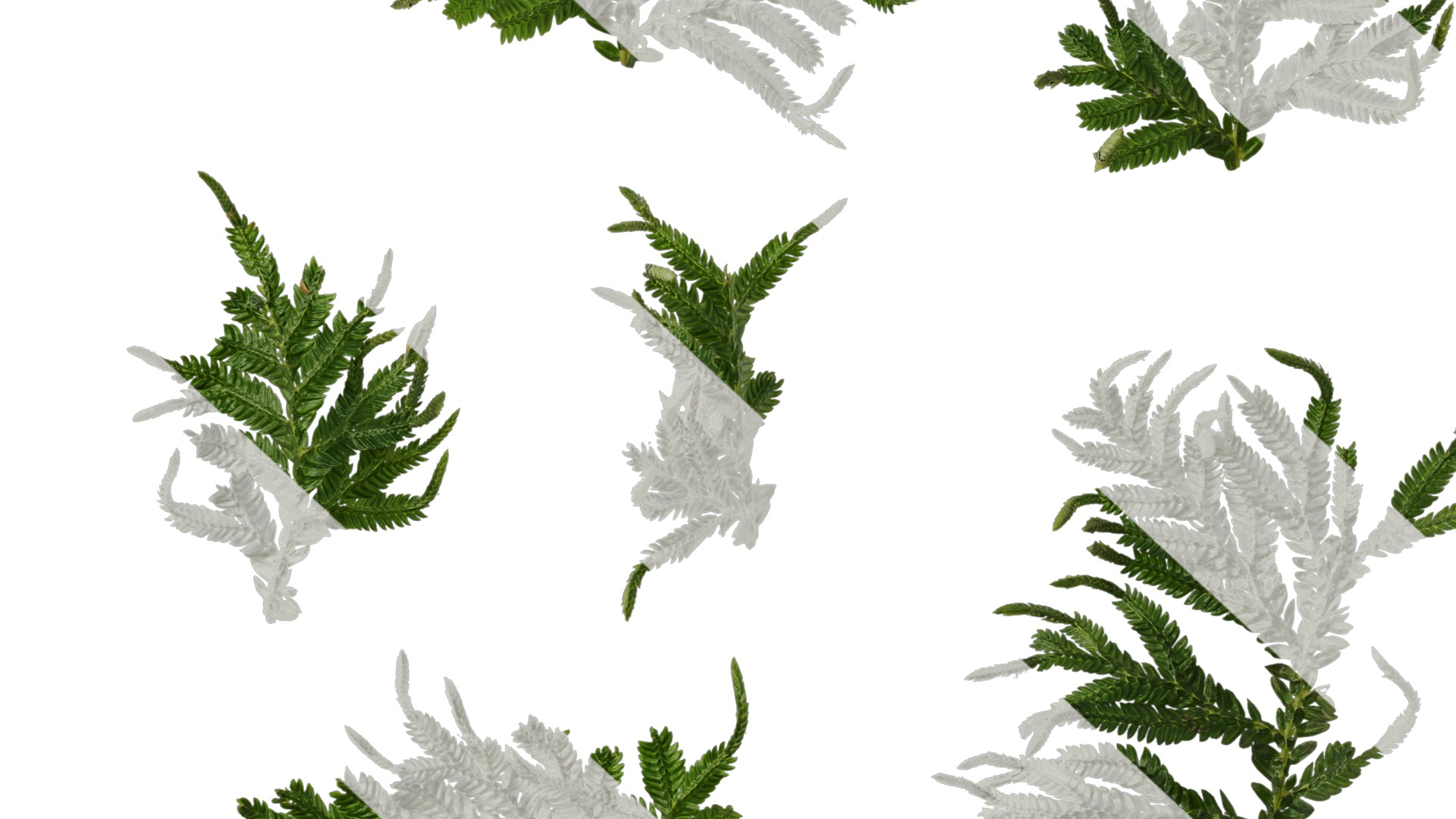 Anydrafts Selaginella delicatula Leaf 01 Texture_6