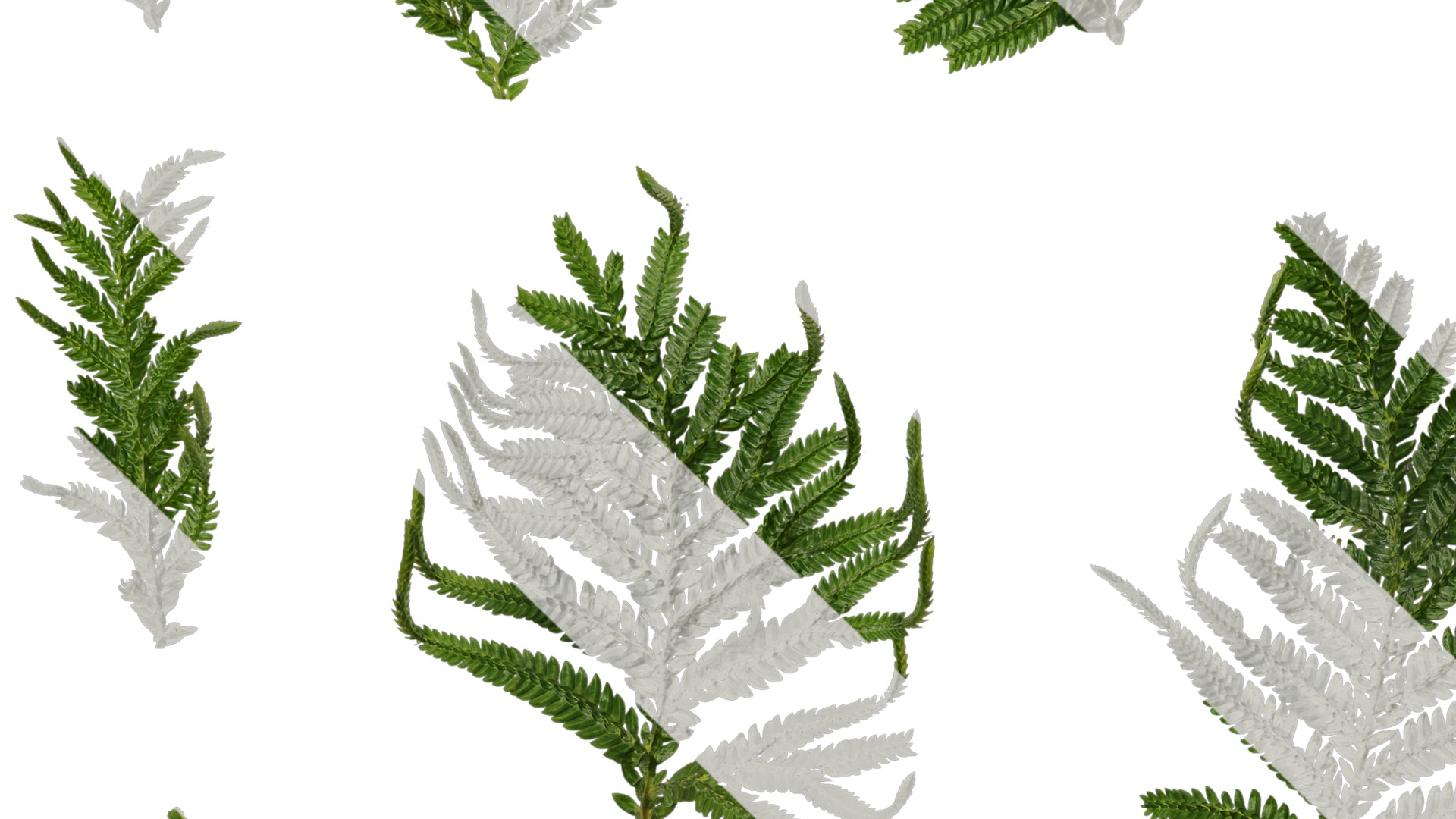 Anydrafts Selaginella delicatula Leaf 01 Texture_3