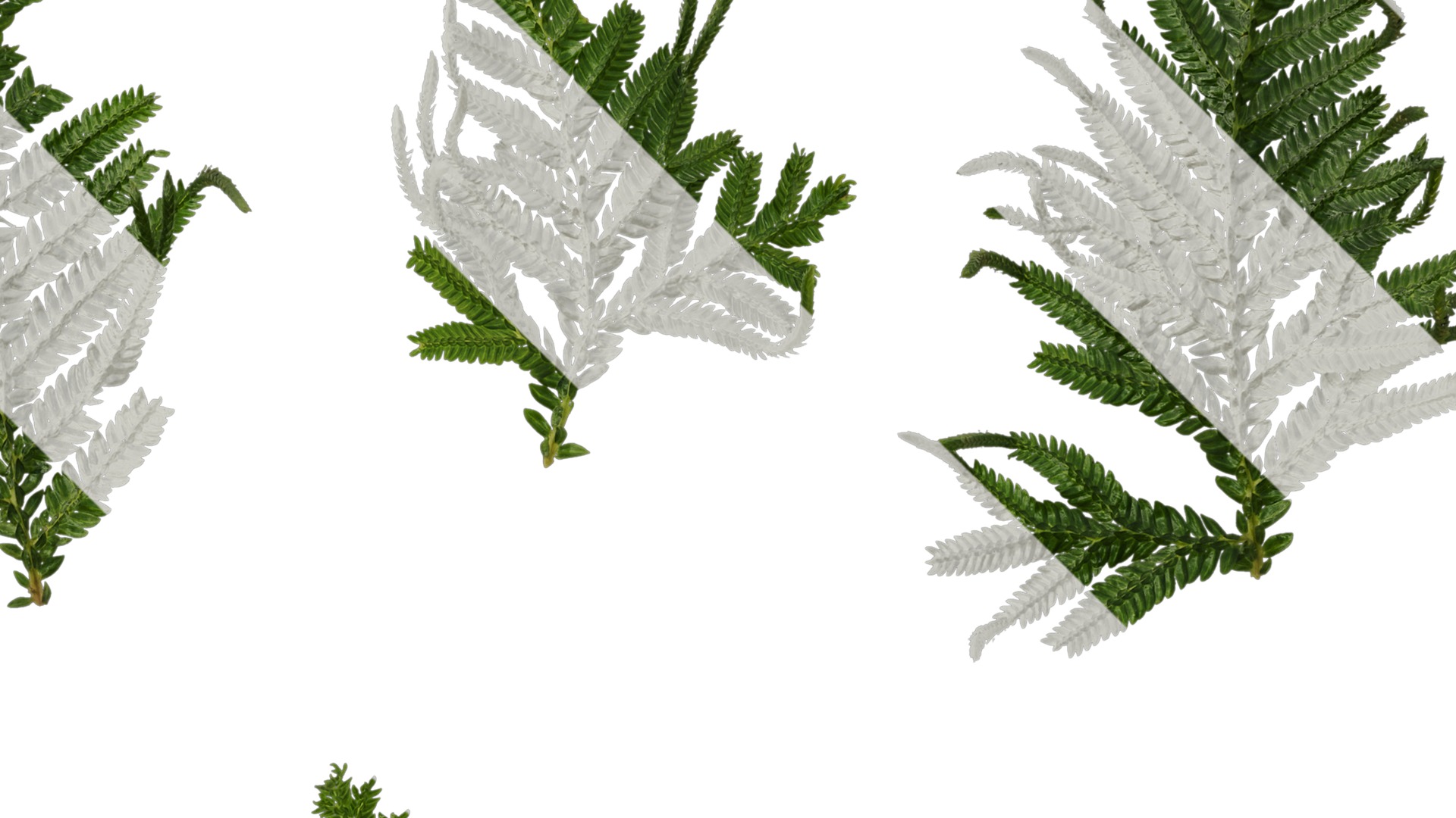 Anydrafts Selaginella delicatula Leaf 01 Texture_2