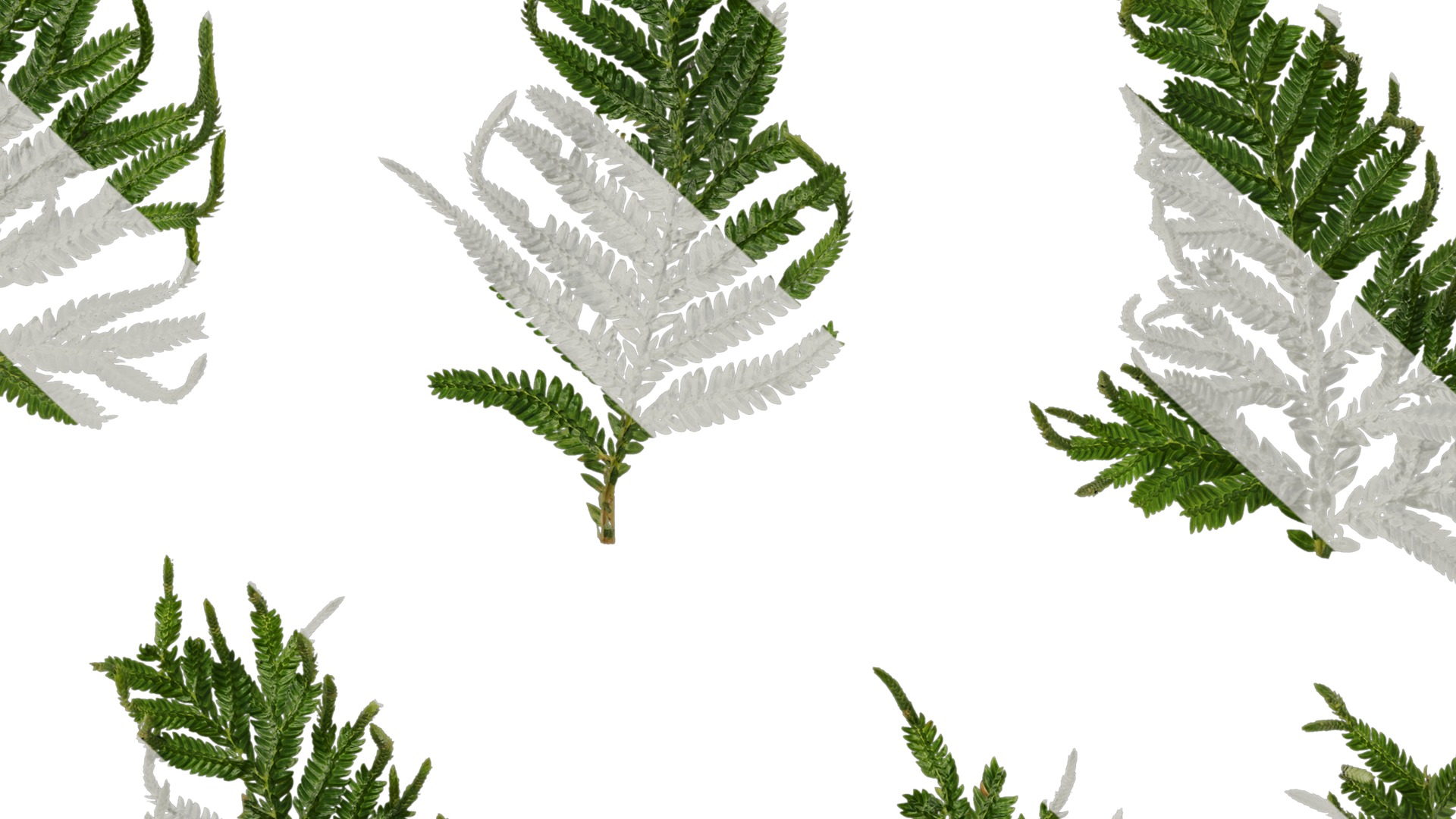 Anydrafts Selaginella delicatula Leaf 01 Texture_7