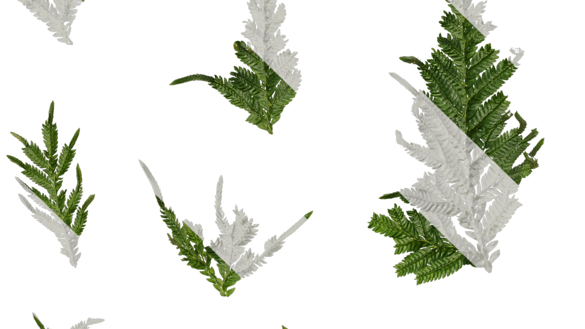 Anydrafts Selaginella delicatula Leaf 01 Texture_1