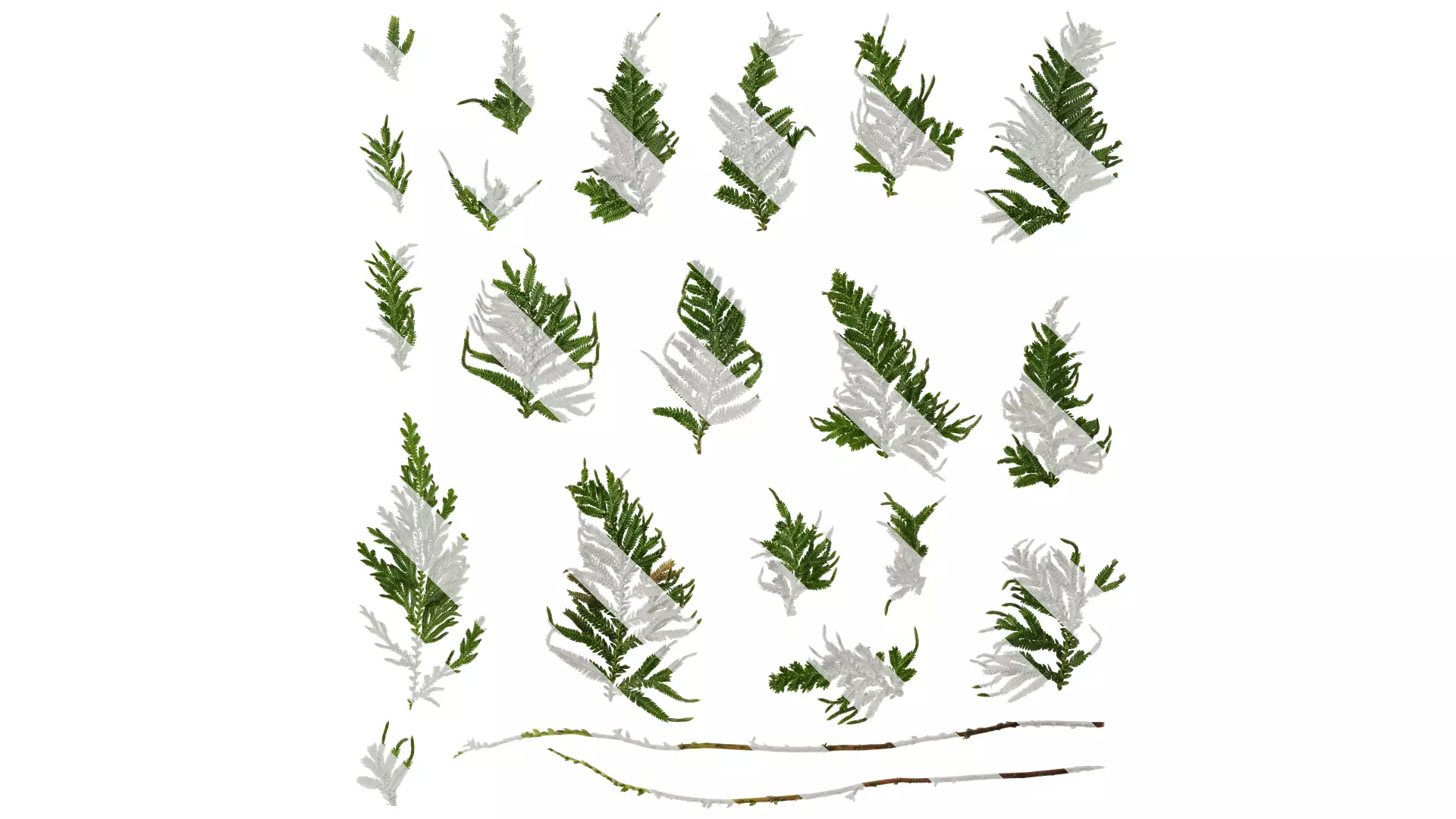 Anydrafts Selaginella delicatula Leaf 01 Texture_0