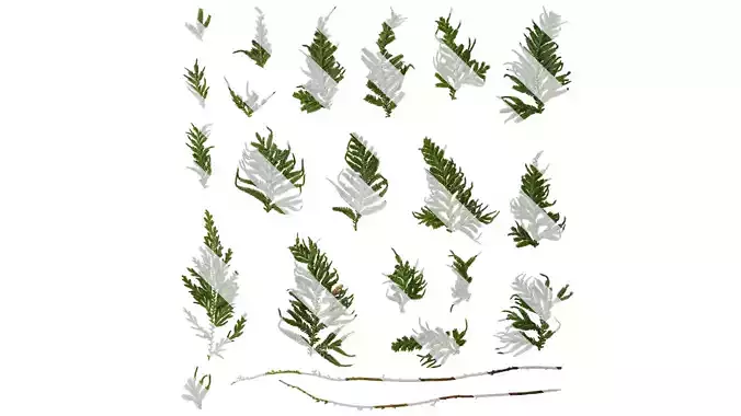 Anydrafts Selaginella delicatula Leaf 01