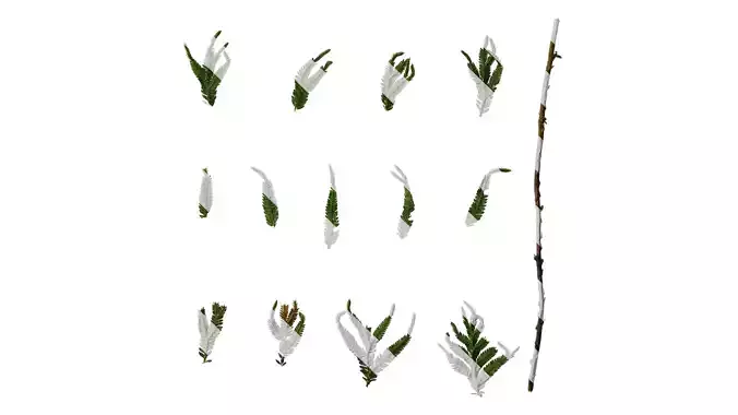 Anydrafts Selaginella delicatula Leaf 02