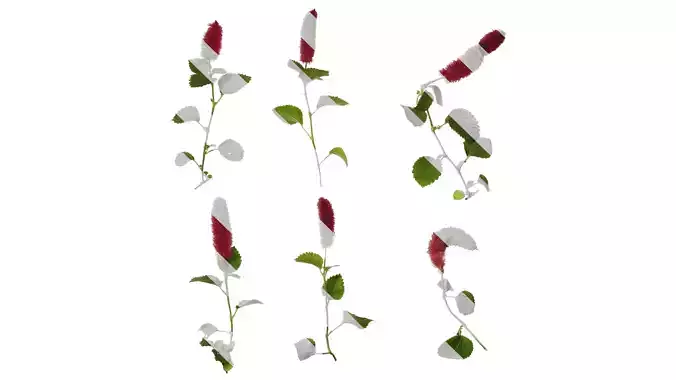 Anydrafts Acalypha reptans Atlas 01