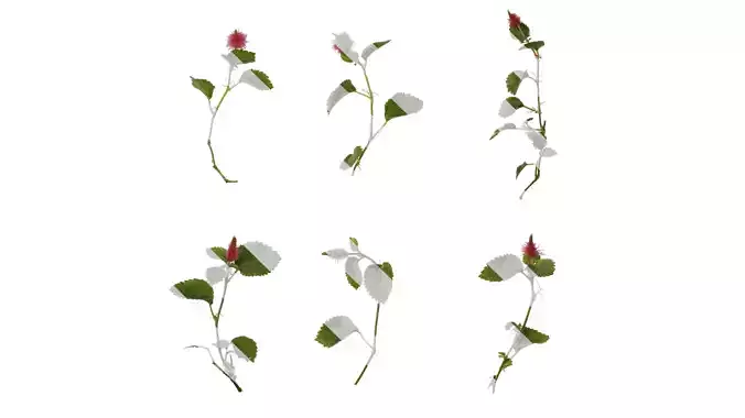 Anydrafts Acalypha reptans Atlas 02