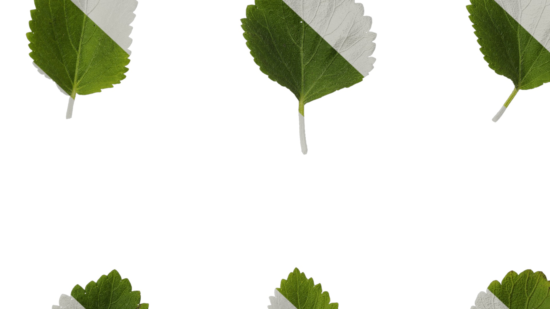 Anydrafts Acalypha reptans Leaf 01 Texture_7