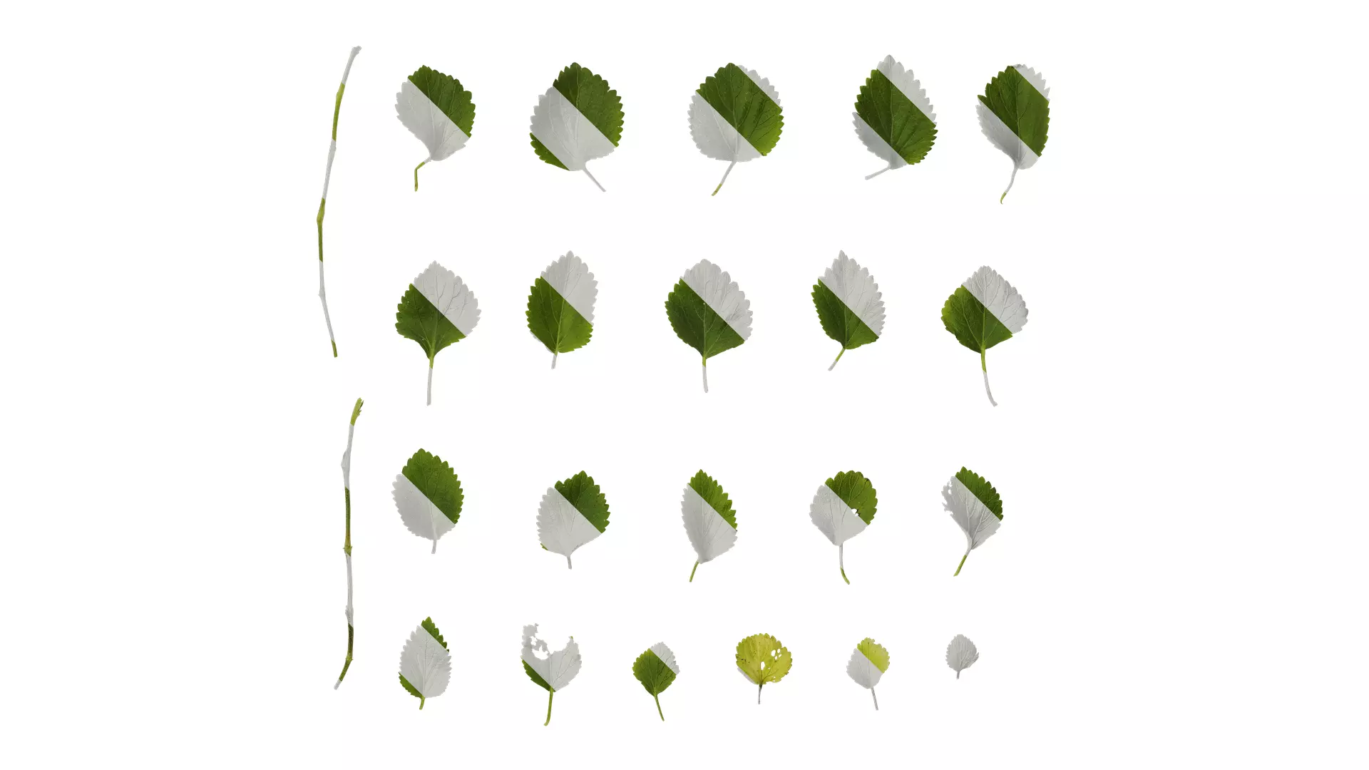 Anydrafts Acalypha reptans Leaf 01 Texture_0