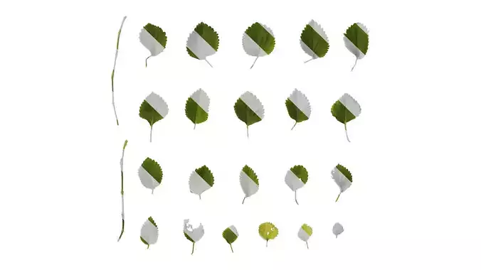 Anydrafts Acalypha reptans Leaf 01