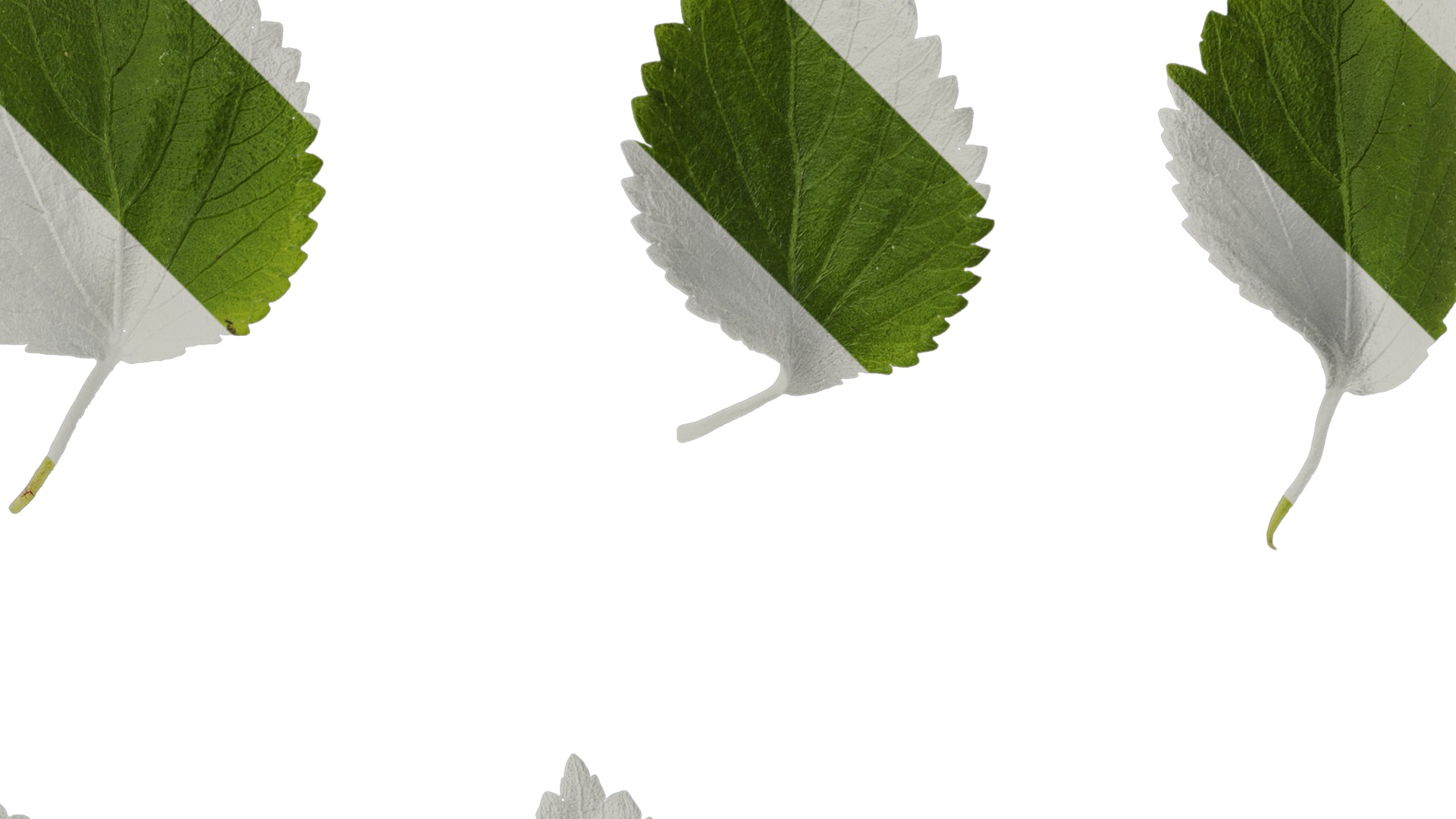 Anydrafts Acalypha reptans Leaf 01 Texture_2