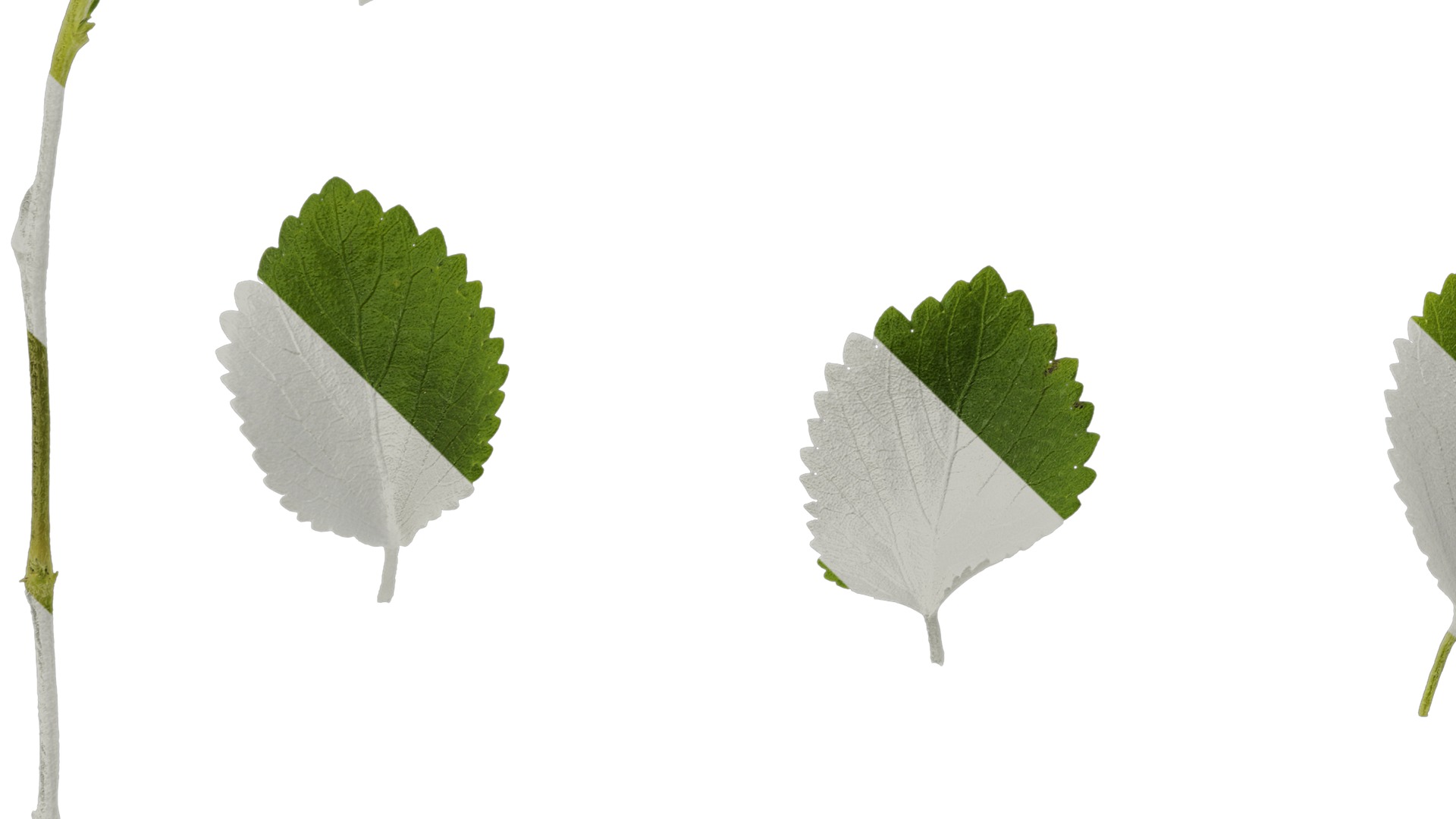 Anydrafts Acalypha reptans Leaf 01 Texture_5